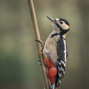 Redwell   27 1 2017   D3s (114 Of 369).jpg